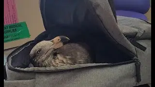 Bird Rescue Adventure - Port Welshpool