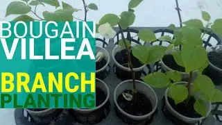 Bougainvillea Branch Planting Made Easy | Multiply and Propagate Fast