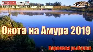 Охота на амура 2019
