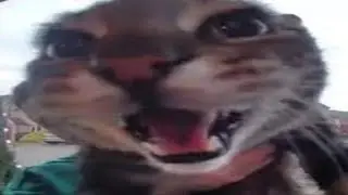 Top 5 Silly Cat [reverse]