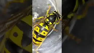 Very Dangerous Insect Under the Microscope - DONT TRY THIS AT HOME