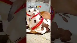 eid ul Adha2024 😍😍#eidulfitrexpecteddate2023 #eiduladha2024date #eiduladha