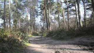 Tilgate Forest Short Clip