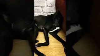 Шоб я так спал и да, так удобно #shorts