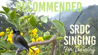 Bird Singing (SRDC Gacor): Suara Burung Berkualitas untuk pemasteran / Training E2
