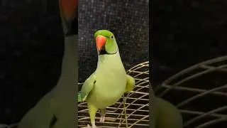 Говорящий ожереловый попугай Ричи 
