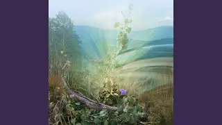 Алтайские травы