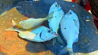 Fresh Fish Cutting Skills | India Fish Market | CT 360*🔪 #fishcutting