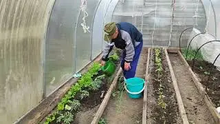РАССАДИЛА ОГУРЦЫ 🌱ГОТОВЛЮ УЖИН КАРАСИ В ДУХОВКЕ.