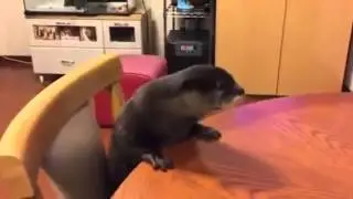 фак ююю!! фак юю!! фак ю..!