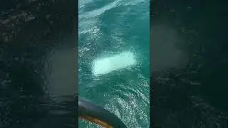 Морской лев ворует сталь с яхты 