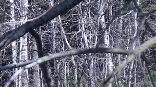Журавли, апрель 2018