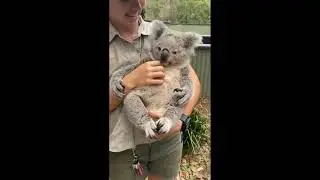 Awesome and Cute Animal Videos! #7