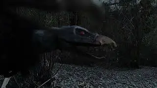 Beware the Terror Bird - Test Sequence
