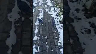 Голуби #shorts