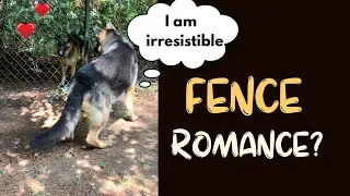 The Neighbor’s Dog Tried to SEDUCE ME‼️ Did it Work? 😱 #dogs