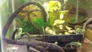 Мои малыши хамелеона, подрастают, 1,5 месяца им
