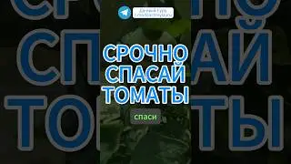СРОЧНО Спасай Помидоры от Этого! #томаты #помидоры #грядки #огород #дача #сад #садоводство