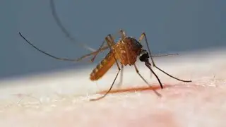 Like a mosquito bites. Macro photography. How a mosquito drinks blood