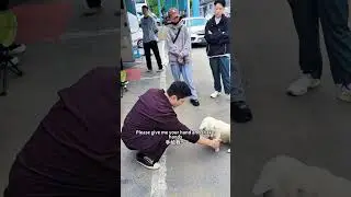 William Chan feeds the dog & shakes hands with it, so cute!陈伟霆给狗狗喂吃的，教它坐下握手，揉头呼噜毛，狗狗立刻粘上来了，新剧许我耀眼路透