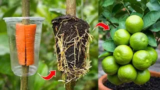 🌿Grow Lemon Tree FAST with These Pro Tips!