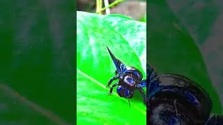 broad-handed carpenter bee,Dangerous insects