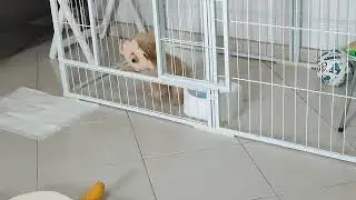 3 mth old toy poodle playing