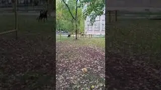 Свора собак во дворе казанской школы