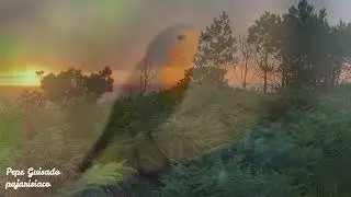 El pecho del Petirrojo del mismo color que el atardecer