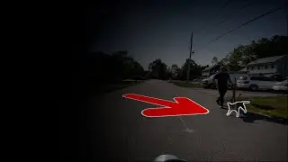 I Almost Hit A Dog!