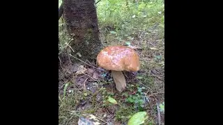 ГРИБЫ !!!  ОГРОМНАЯ разница между грибами Волгоградской области и Нижегородской !