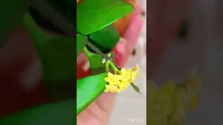 HOYA YELLOW SAPPHIRE FROM PHILIPPINES ( HOYA SP. SAMAR GN003 ) 