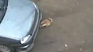 мое видео.3gp