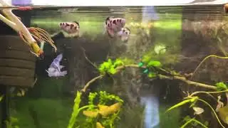 Золотые брызгуны , мечерот