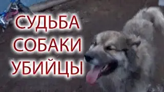 ВСЕ ПРИЗЫВАЛИ УБИТЬ ЭТОГО ПСА, НО У СУДЬБЫ НА НЕГО БЫЛИ ДРУГИЕ ПЛАНЫ...