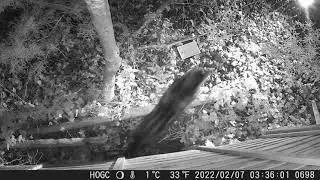 Badger chased INTO the garden by cat