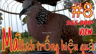 Female doves call drum efficiency # 8