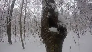 Где искать Березовую Чагу!!!