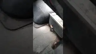 В маршруты грибы растут