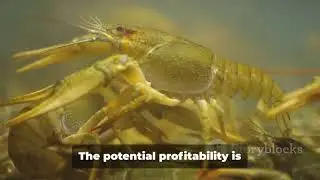 Crayfish Farming 101 at Our Backyard