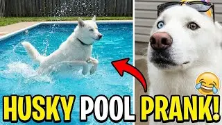 Pranking my Husky at the Pool Party!