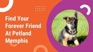 Find Your Forever Friend At Petland Memphis💕🐶