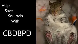 1 in 500 Squirrels Suffers From C.B.D.B.P.D 🐿️🐿️