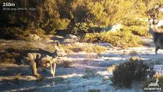 Disparo a Corza con 30-06 sprg.
