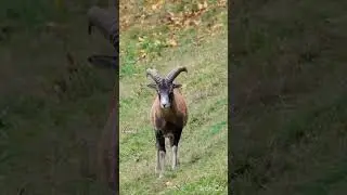 Big Horn Sheep #nature #wildlife #bighornsheep