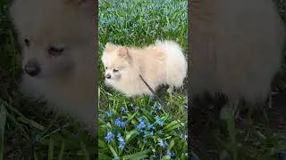 10 секунд внимания #сделать #лайк #песик #шпиц #dog #собака #собаки #друг #фотосессия #природа
