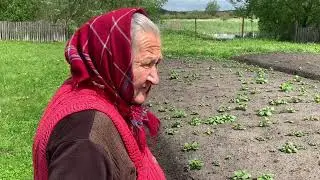 ХОЗЯЙСТВО  и ОГОРОД  деревня МОТОЛЬ , и даже растёт голубика