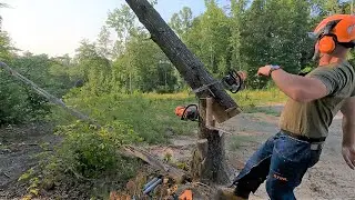 When dropping a tree goes wrong.....RUN!