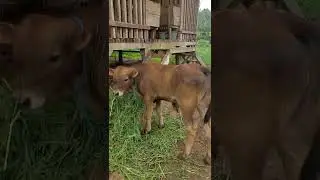 Pedet Sapi Murah