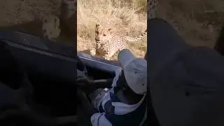 This cheetah feels very comfort close to humans 🥺♥️ #shorts